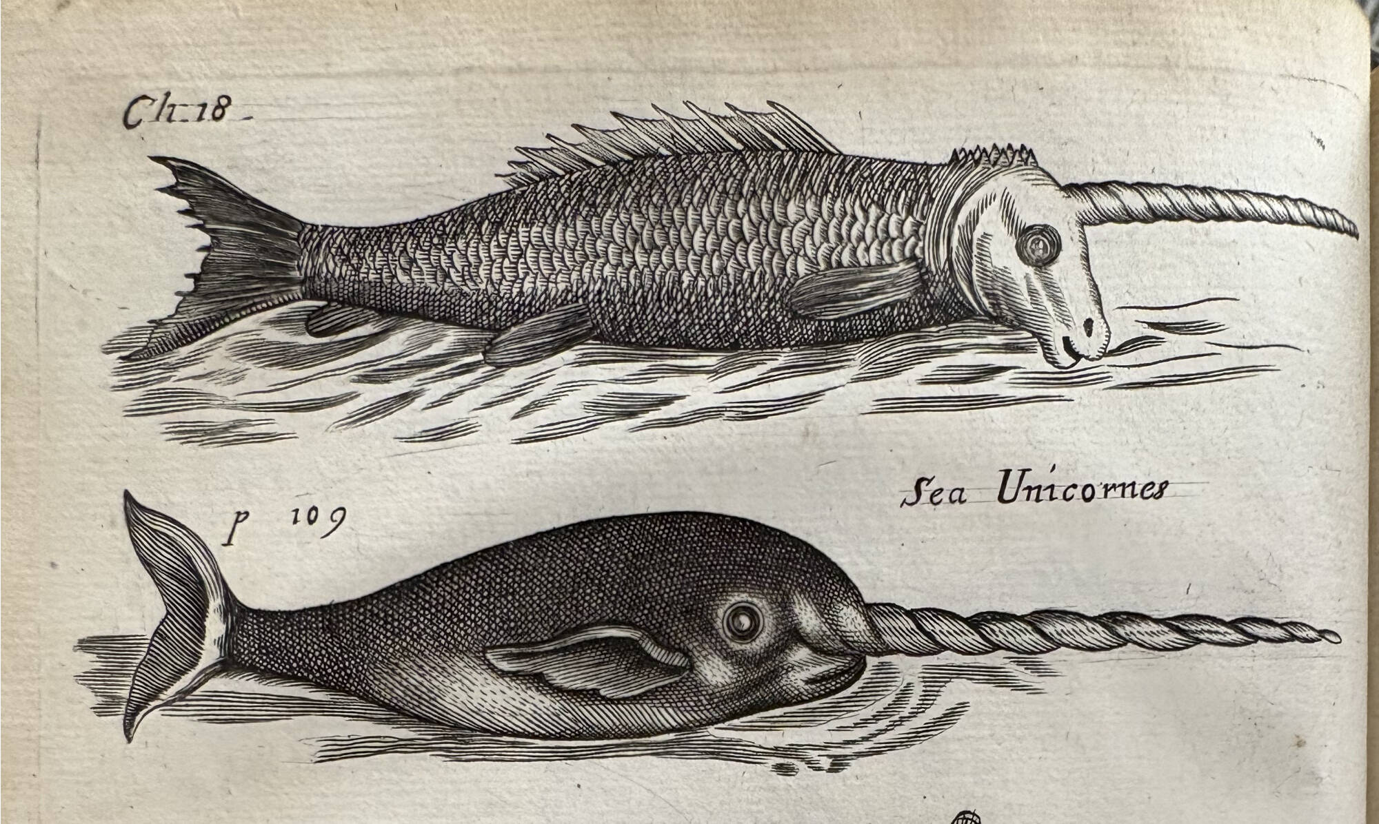illustration of two unicorns from book